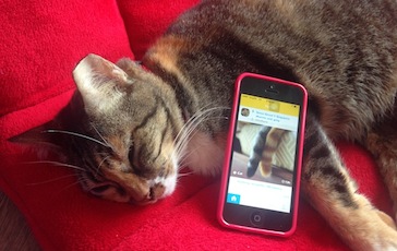 This photo sharing app wants to be more than an Instagram for animals | e27