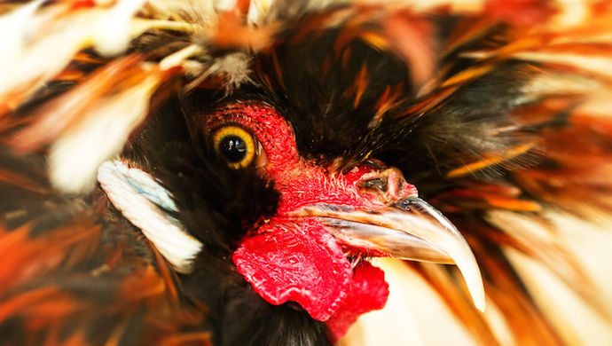 47214253 - headshot of an wild rooster